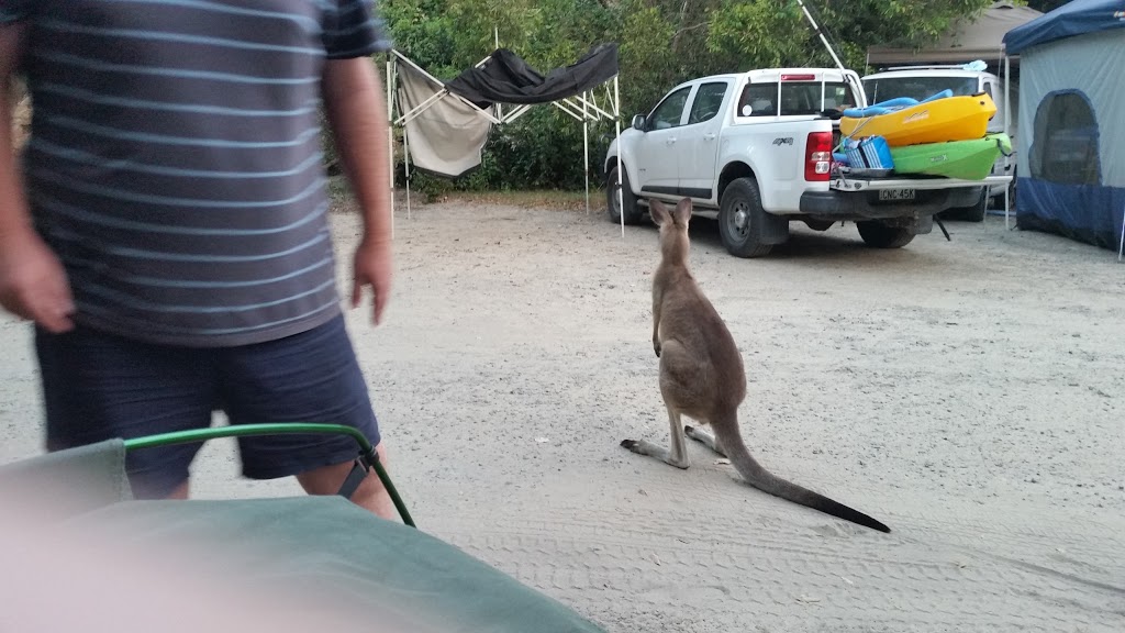 Smoky Cape Campground | Lighthouse Rd, Arakoon NSW 2431, Australia | Phone: (02) 6566 6168