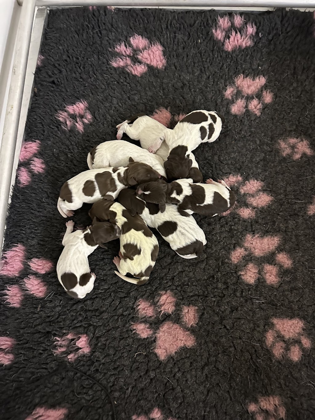 Noble Kennels | 31 Wangi Rd, Fassifern NSW 2283, Australia | Phone: 0426 815 246
