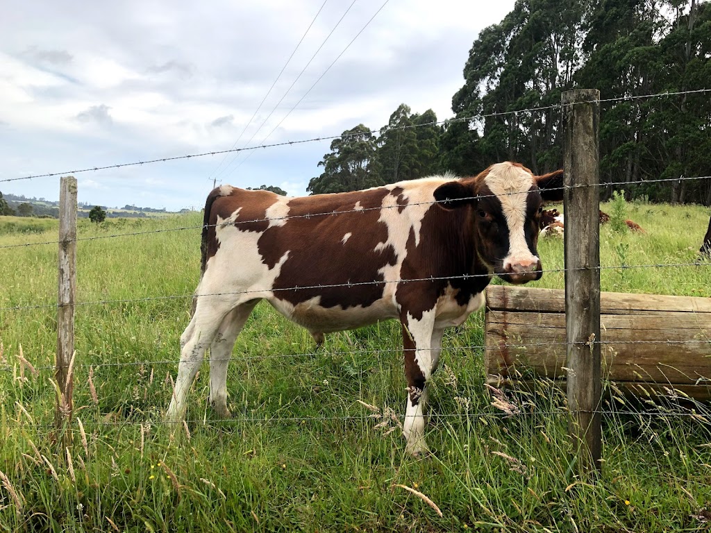 Red Cow Dairies | 249 Lowries Rd, Oldina TAS 7325, Australia | Phone: 0439 366 349