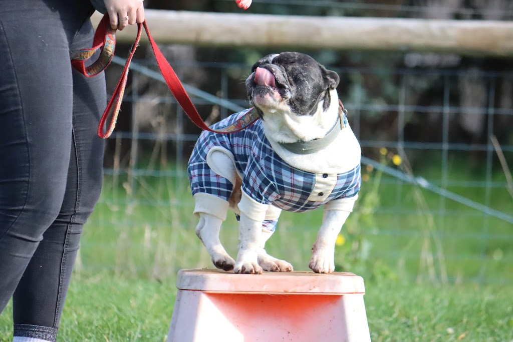 Flying Paws Dog Training | Gawler Rd, Ulverstone TAS 7315, Australia | Phone: 0429 372 414