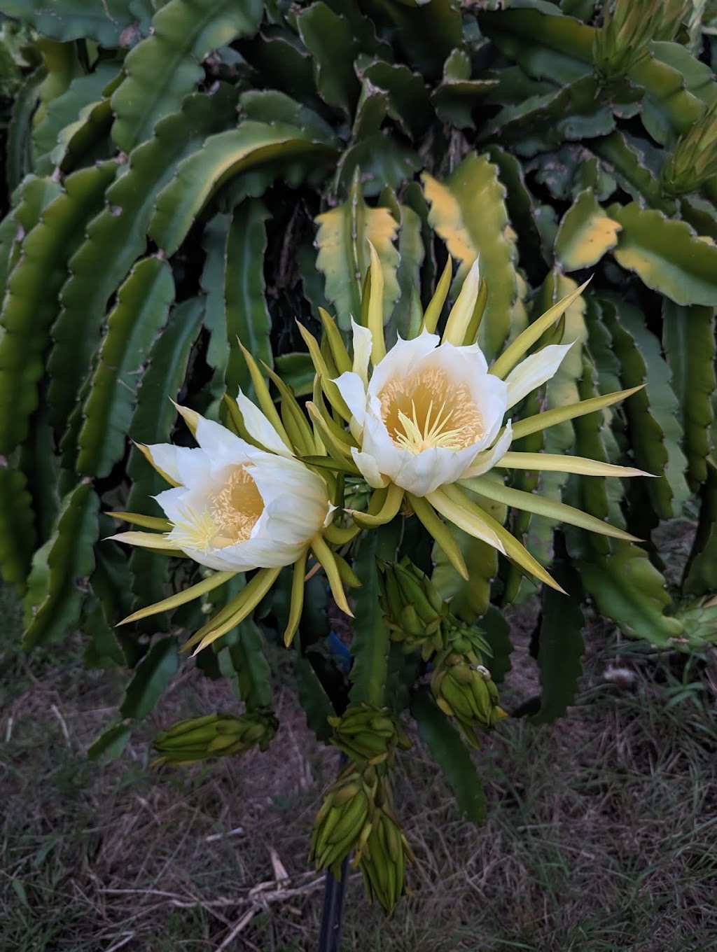 Tiny Farm Sydney | 195 Williamswood Rd, Mount Hunter NSW 2570, Australia | Phone: 0416 196 668