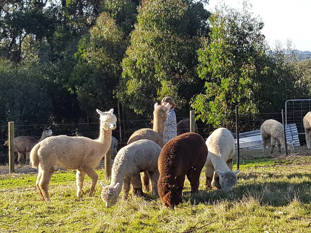 Alternative View Alpacas | 65 Pines Rd, Mirboo North VIC 3871, Australia | Phone: 0427 201 192