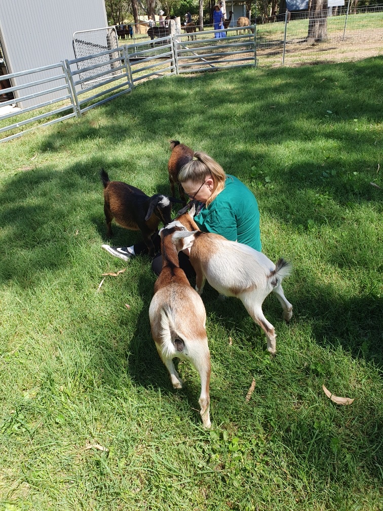 Gumnut Valley Alpacas | 456 Butterwick Rd, Butterwick NSW 2321, Australia | Phone: 0415 855 040