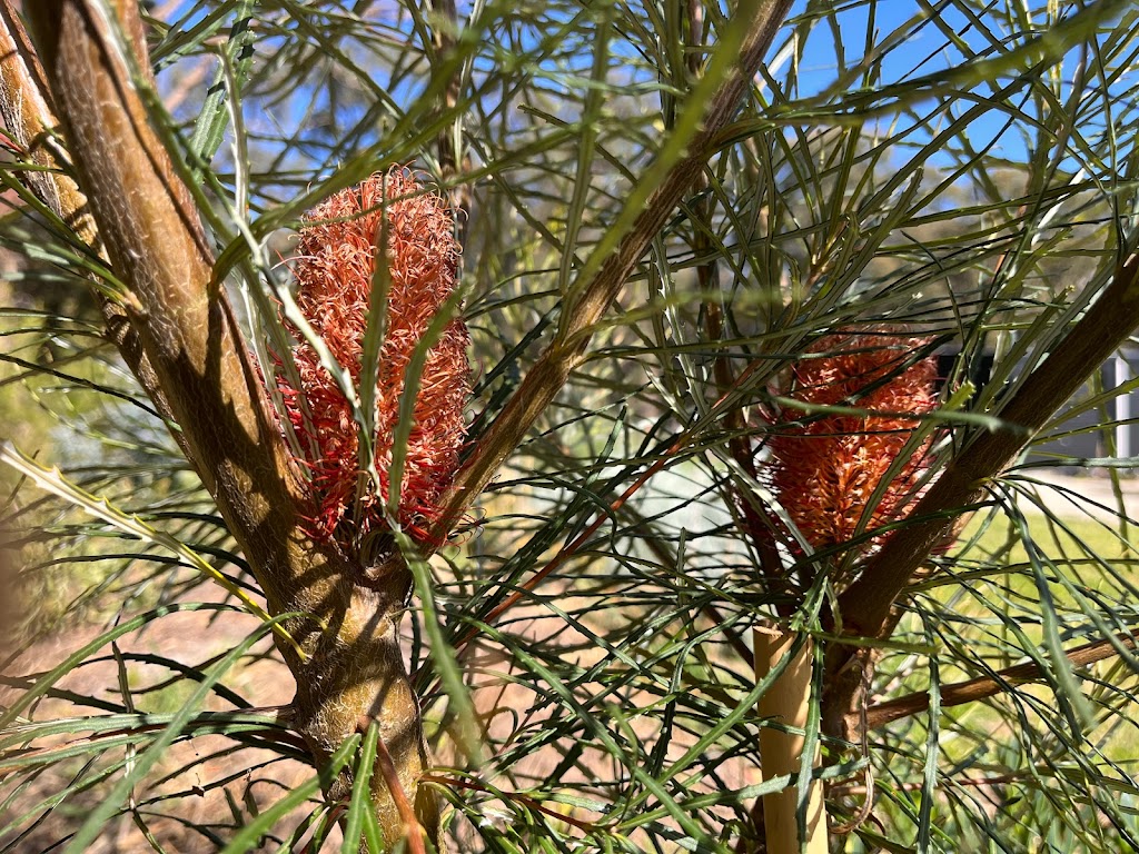 Bambra Native Plants | 85 Draytons Rd, Bambra VIC 3241, Australia | Phone: 0407 101 516