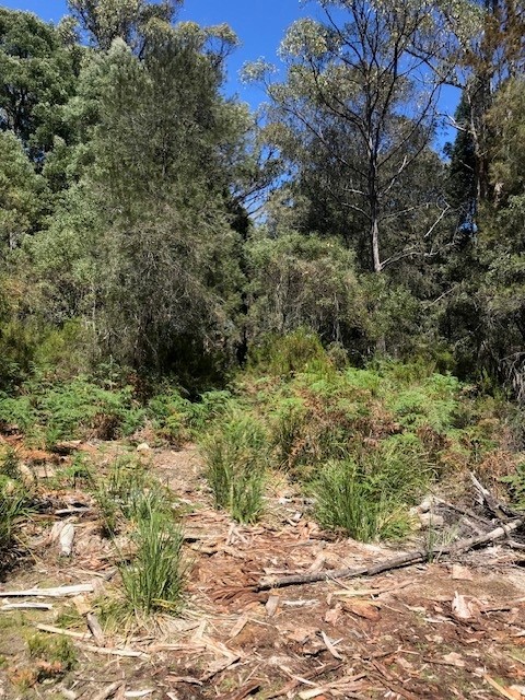 Gold Mine Ridge | 1 Volunteer Hill Rd, Lefroy TAS 7252, Australia | Phone: 0418 535 079