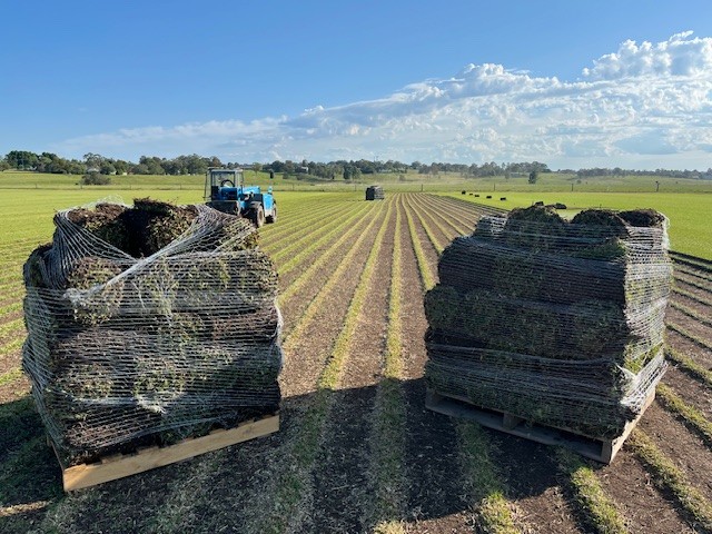 OB Turf | 61 Flat Rd, Bolwarra NSW 2320, Australia | Phone: 0408 600 827