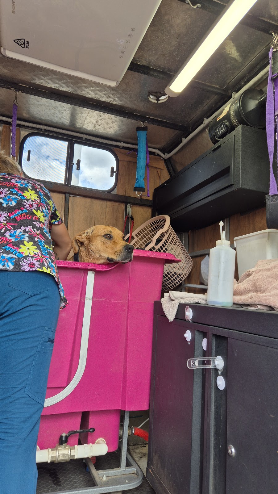 Barkin Bubbles Pet Services | 53 Back Ma Ma Rd, Winwill QLD 4347, Australia | Phone: 0447 639 953