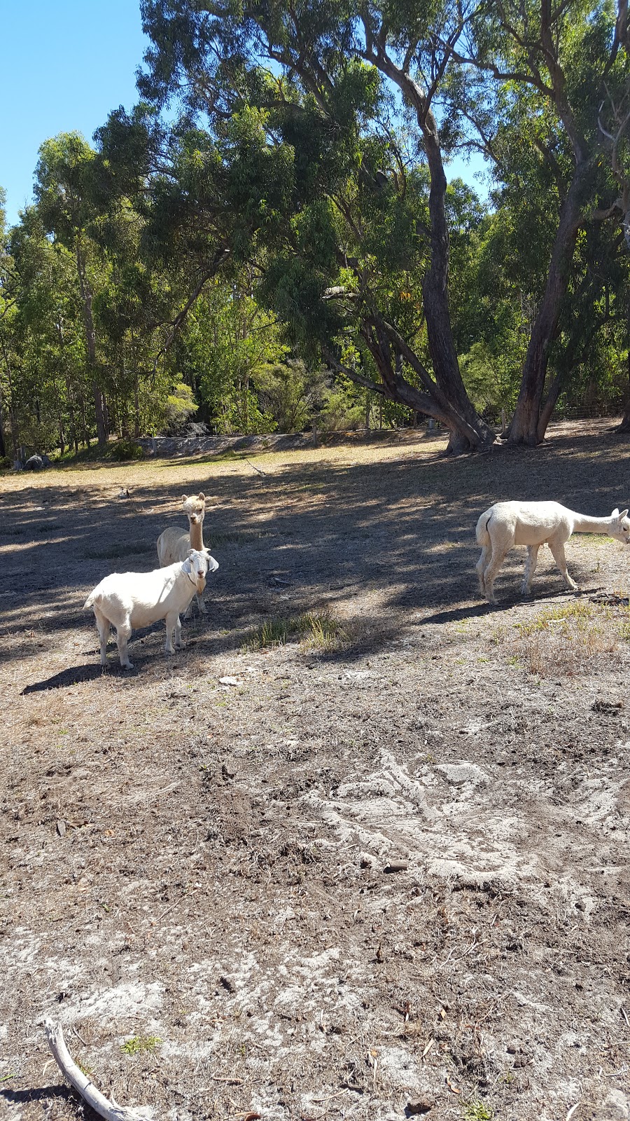 Boronia Farm | lodging | 47 William Rd, Donnybrook WA 6239, Australia | 0897317154 OR +61 8 9731 7154