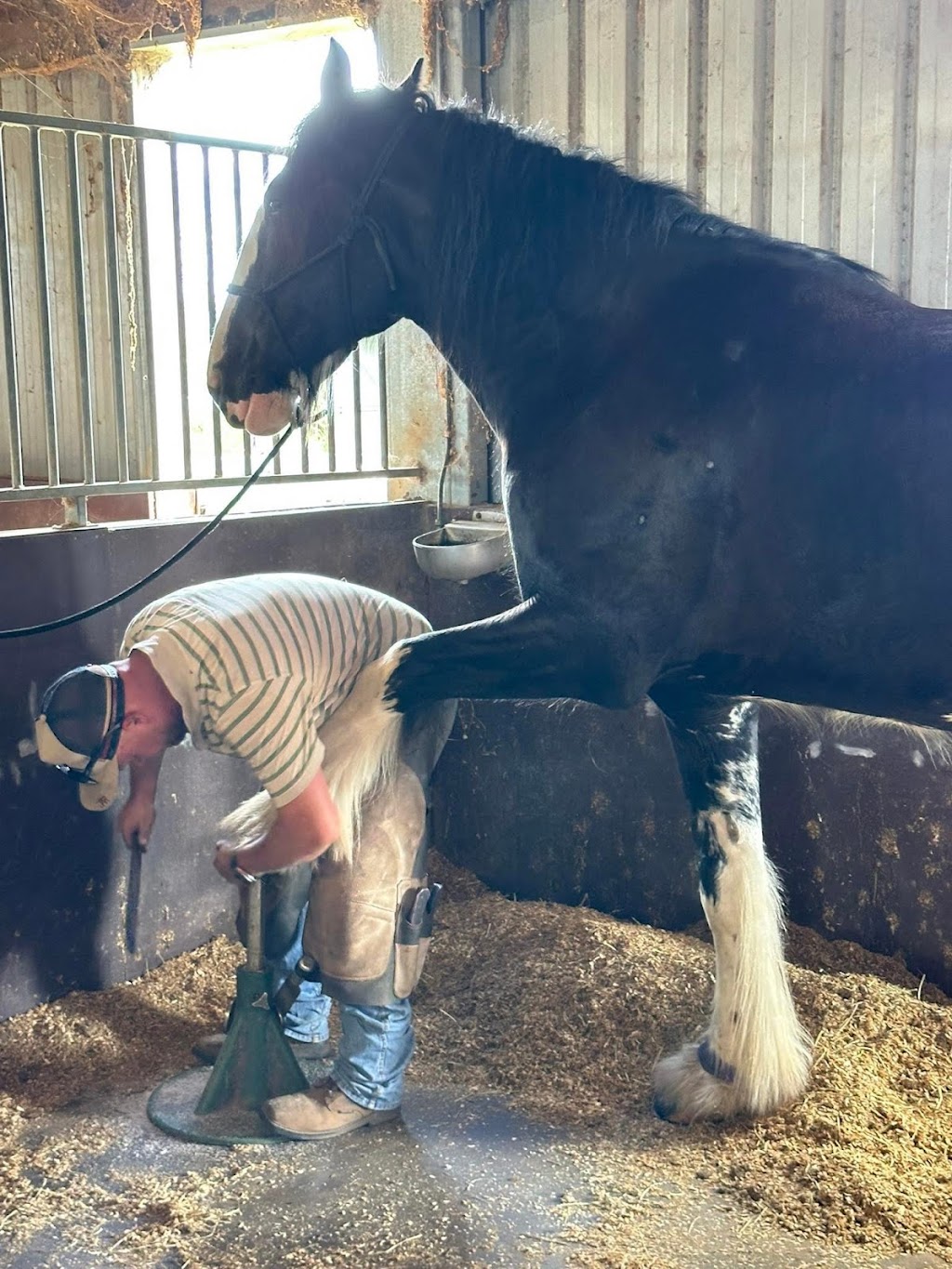 Greenfield forge farrier services | Nandoura St, Gulgong NSW 2852, Australia | Phone: 0405 117 901