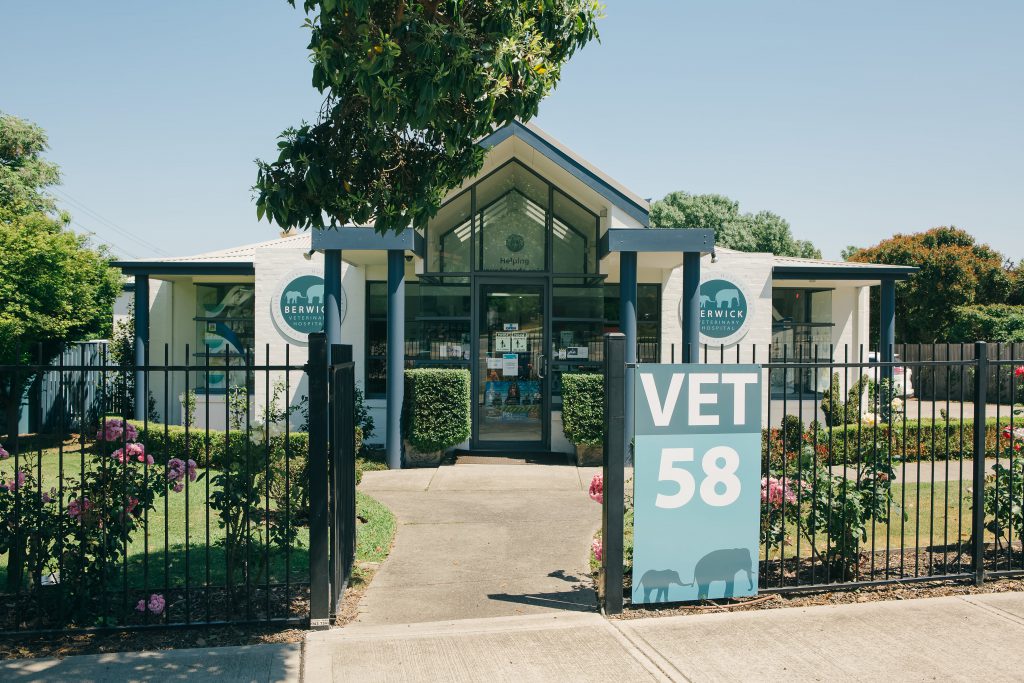 Berwick Veterinary Hospital | veterinary care | 58 Clyde Rd, Berwick VIC 3806, Australia | 0397072655 OR +61 3 9707 2655