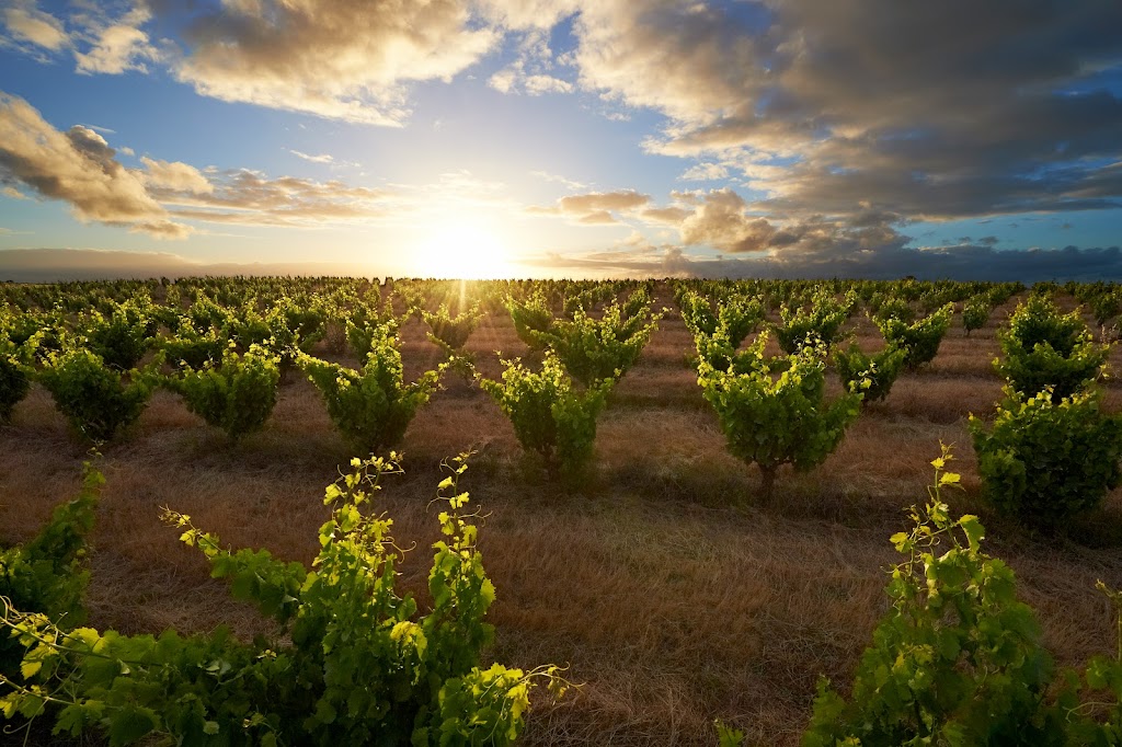 Swinney Vineyards | point of interest | 325 Frankland-Kojonup Rd, Frankland River WA 6396, Australia | 0892004483 OR +61 8 9200 4483