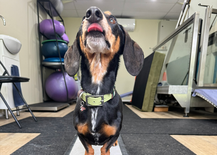 Paws 4 Recovery | 14 Cargellico St, Maudsland QLD 4210, Australia | Phone: 0459 248 678