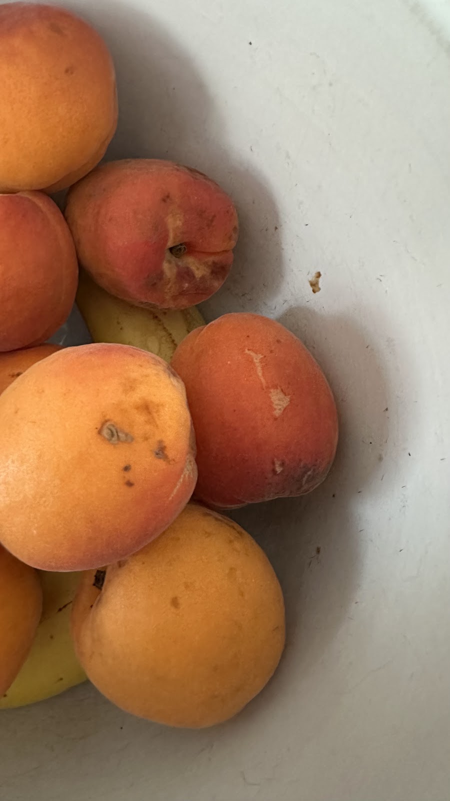 Cherrycot Fruit Shed | 331 Fingerpost Rd, Campania TAS 7026, Australia | Phone: 0487 214 612