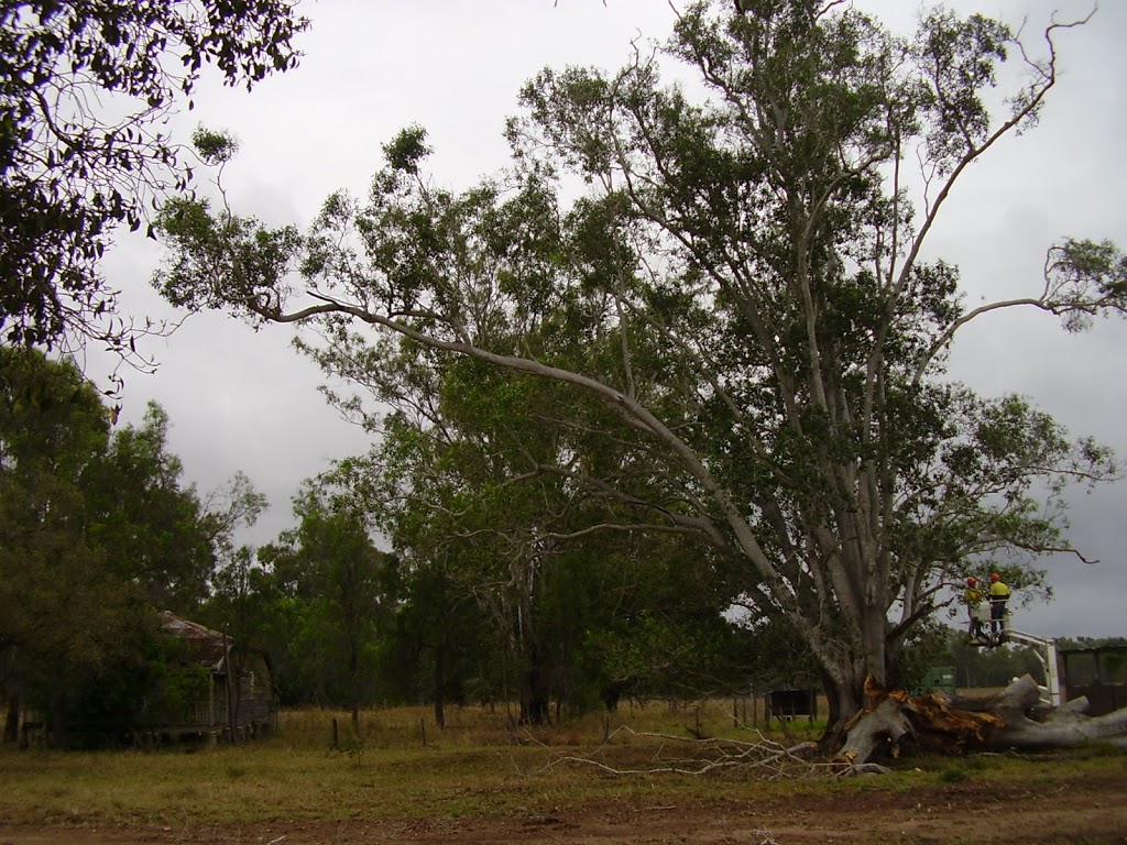 Candoo Tree Solutions | 48 Dawson Hwy, Calliope QLD 4680, Australia | Phone: (07) 4975 7970