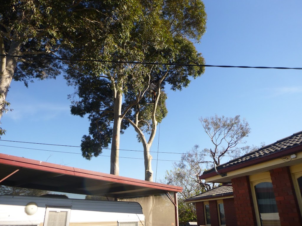 OConnors Tree Services | 66 Anthony St, Langwarrin VIC 3910, Australia | Phone: 0408 759 045