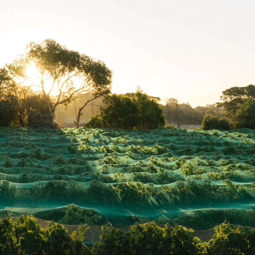 Chirping Bird Wines | 1203 Stumpy Gully Rd, Moorooduc VIC 3933, Australia | Phone: (03) 5978 8554