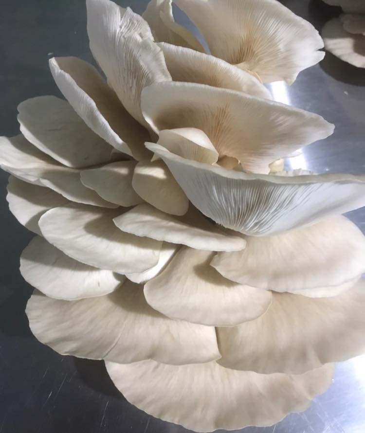 Woodstock 42 Oyster Mushrooms | 8 Centenary Pl, Logan Village QLD 4207, Australia | Phone: 0413 120 771