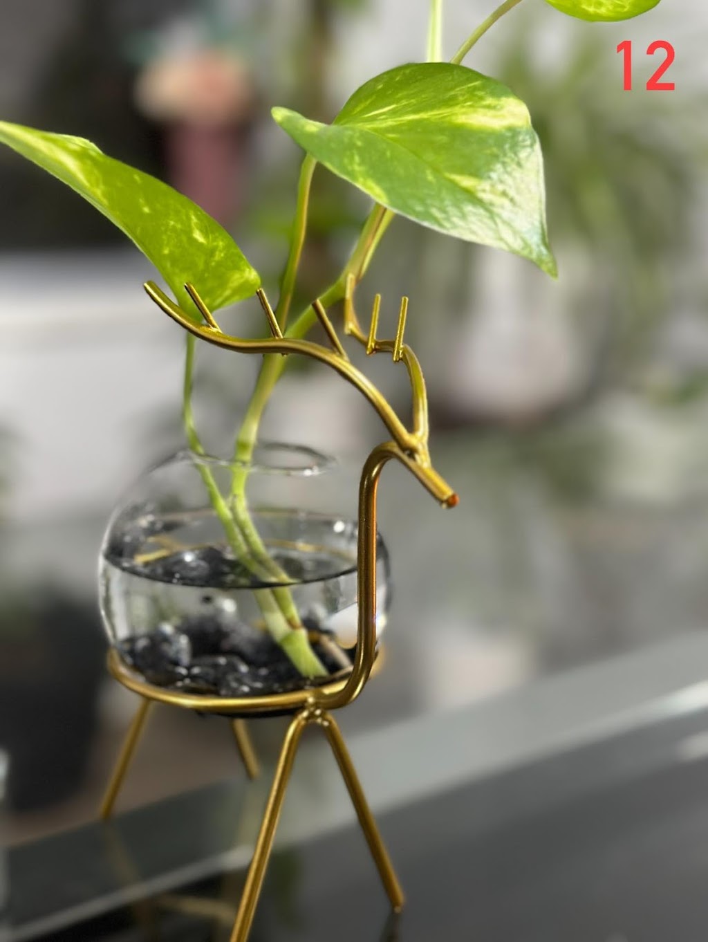 AkSh Plants | 1 Custard Way, Manor Lakes VIC 3024, Australia | Phone: 0414 410 227
