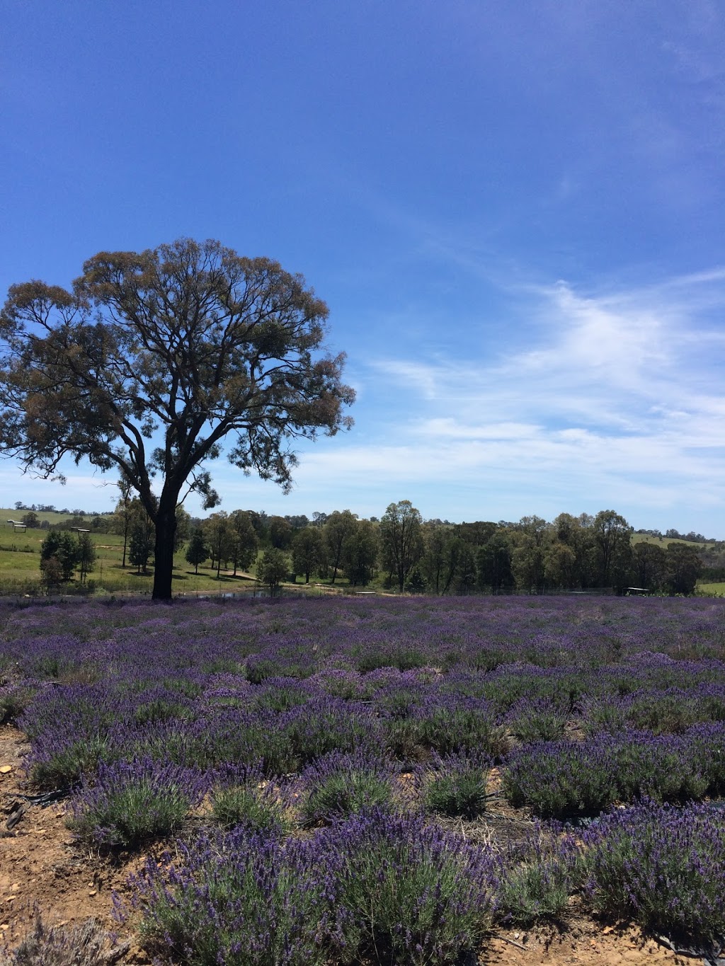 Herbicos Lavender Farm |  | 440 Mulhollands Rd, Thirlmere NSW 2572, Australia | 0414196181 OR +61 414 196 181