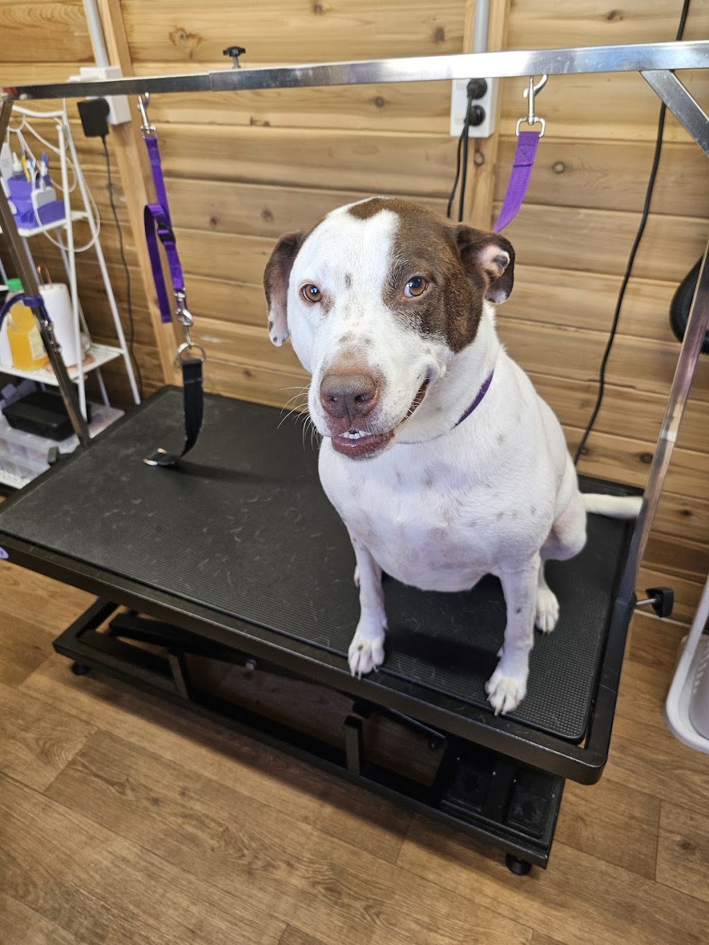 Fur King Groomer | Unit 1/90 Mount Hall Rd, Raymond Terrace NSW 2324, Australia | Phone: 0422 296 663