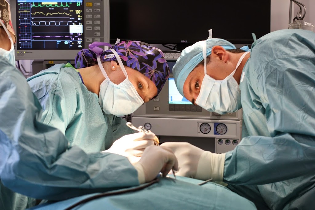 Southpaws Specialty Surgery for Animals PTY LTD | 3 Roper St, Moorabbin VIC 3189, Australia | Phone: (03) 9553 1775