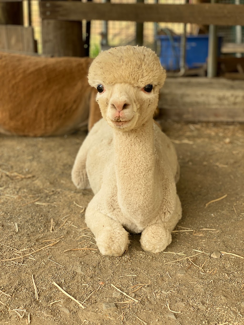 Little Valley Farm - Alpaca Farmstay | Via appointment only, Laguna NSW 2325, Australia | Phone: 0407 224 150