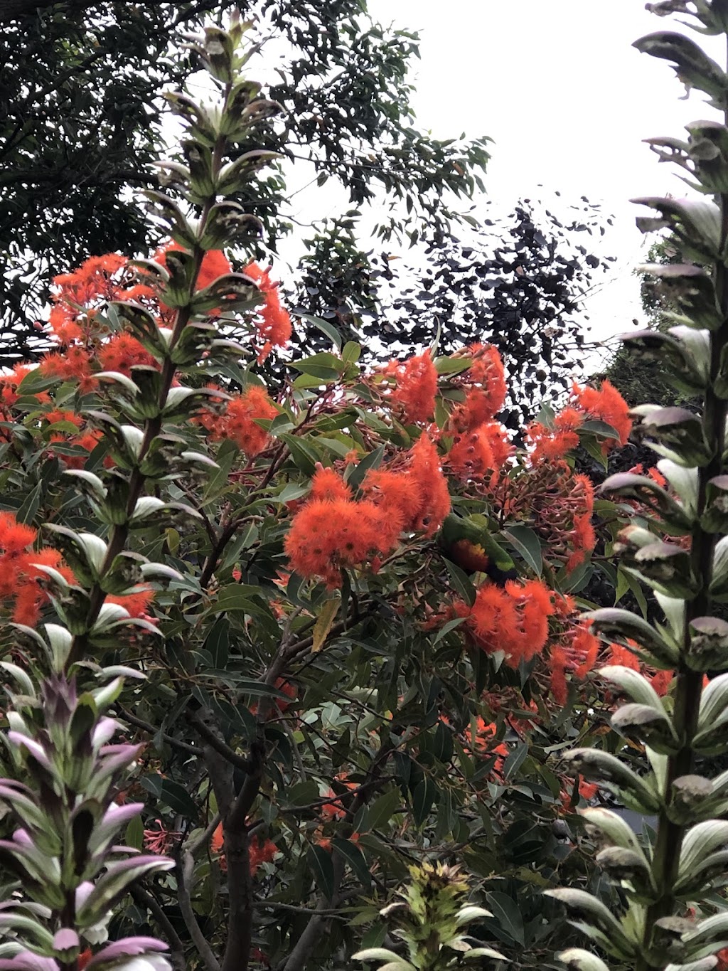 Lion Gate Lodge | Mrs Macquaries Rd, Sydney NSW 2000, Australia | Phone: (02) 9231 8111