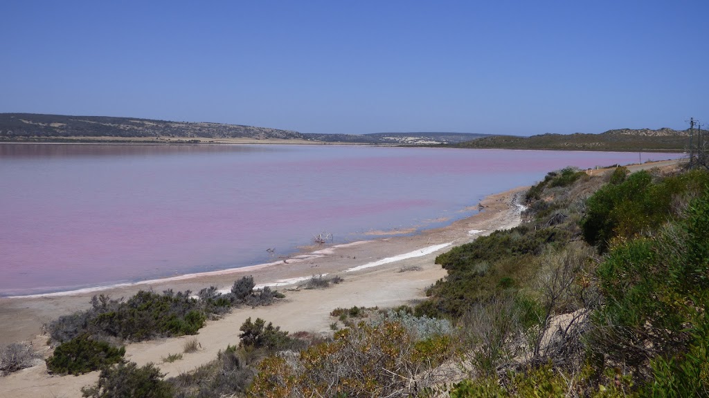 Pink Lake | Port Gregory Rd, Gregory WA 6535, Australia