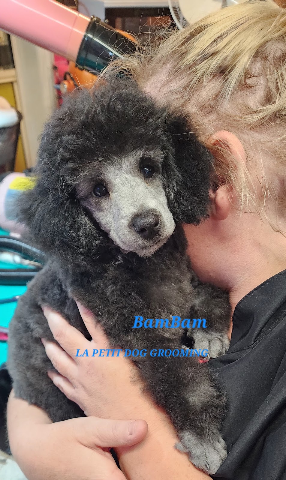 LA PETIT DOG GROOMING | 27 Lexington Ave, St Clair NSW 2759, Australia | Phone: (02) 9834 2555