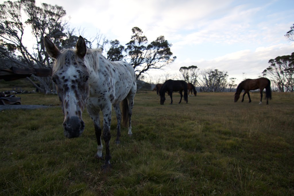 Bogong Horseback Adventures | 52 Fredas Ln, Tawonga VIC 3697, Australia | Phone: (03) 5754 4849