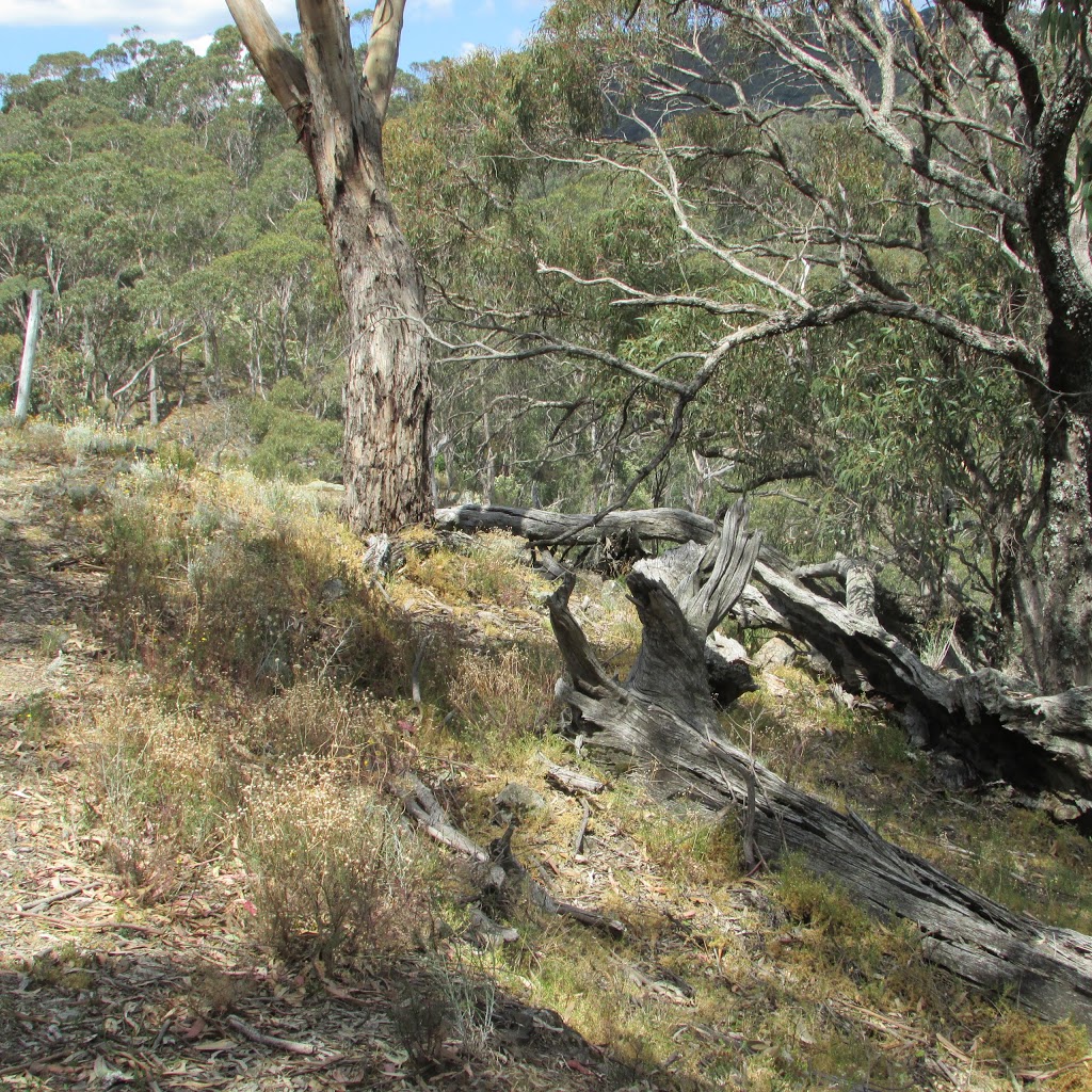 Mount Samaria State Park | Victoria, Australia