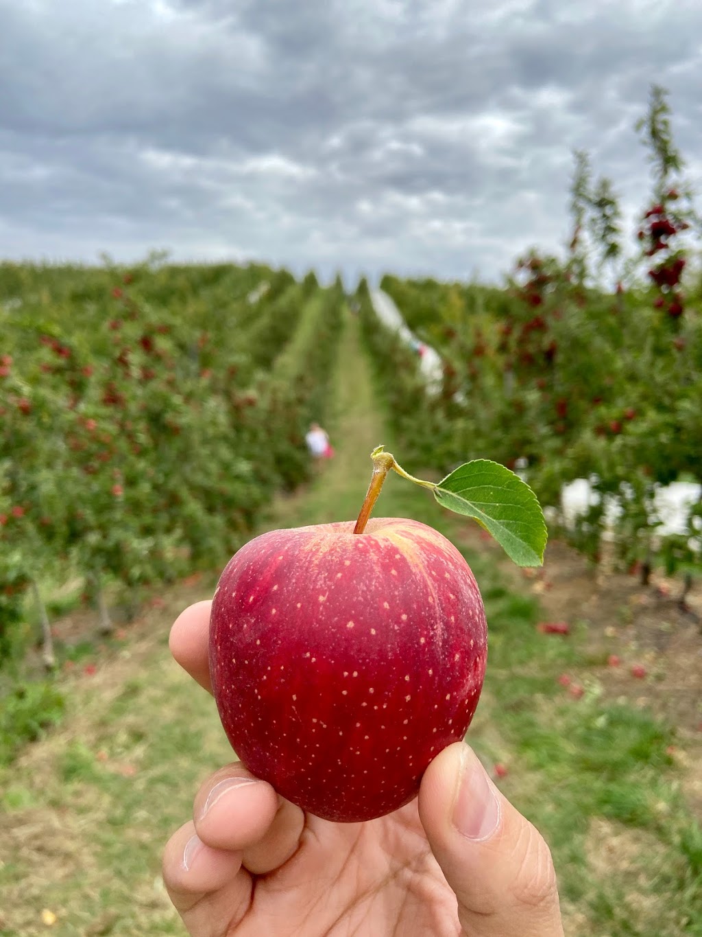 Harrisville Orchards |  | 72 Harris Rd, Lenswood SA 5240, Australia | 0407427747 OR +61 407 427 747