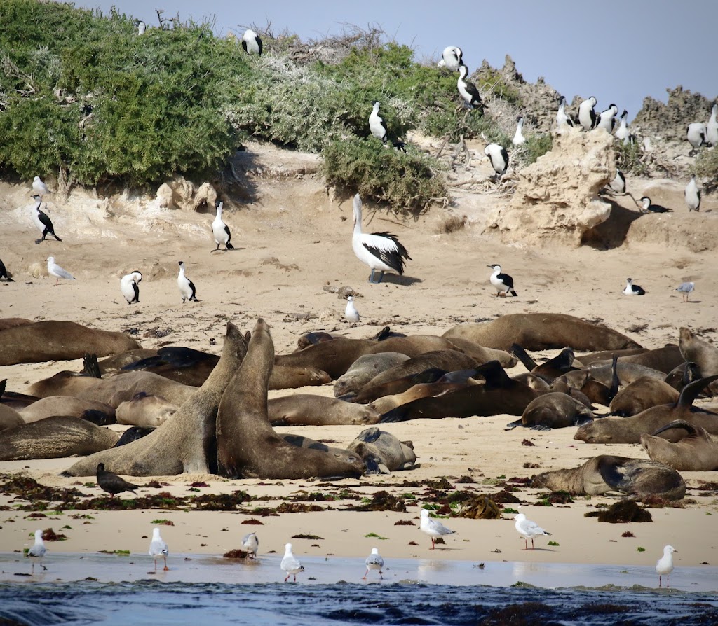Limestone Coast Boat Tours | Lake Butler Marina, Lake Rd, Robe SA 5276, Australia | Phone: 0427 672 961