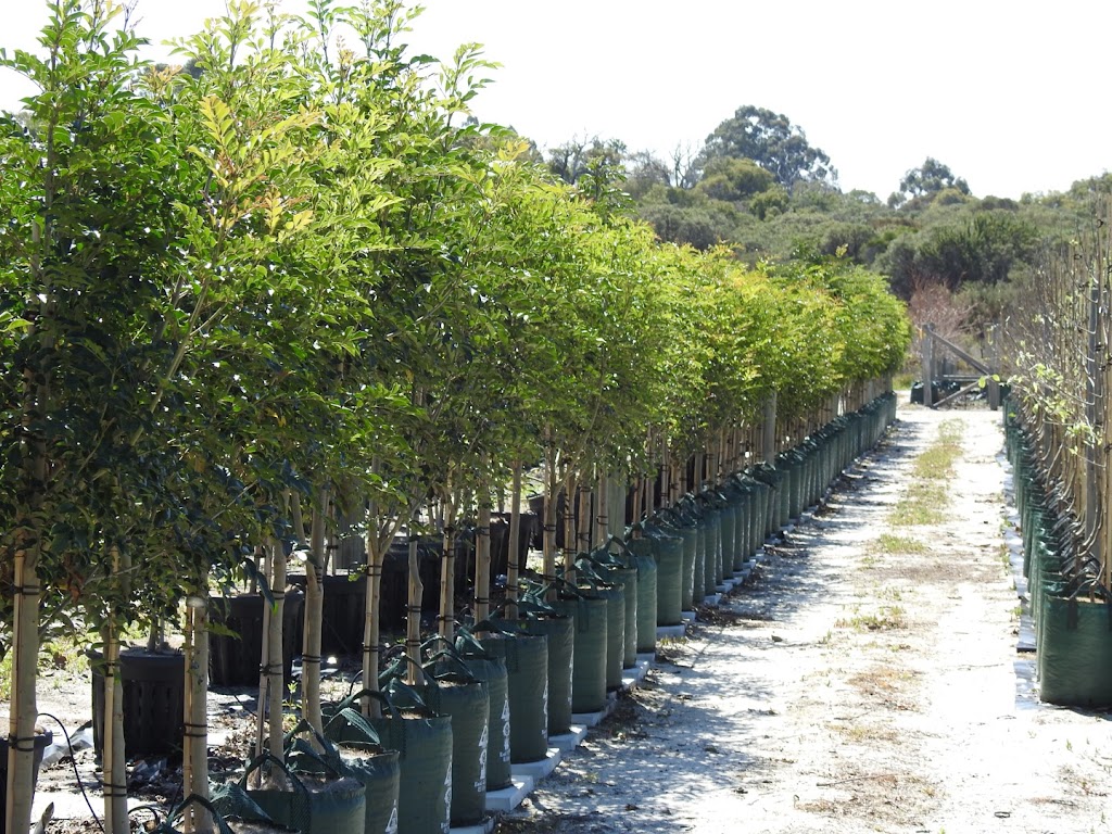 Arborwest Tree Farm | 77 Rousset Rd, Mariginiup WA 6065, Australia | Phone: (08) 9405 7740