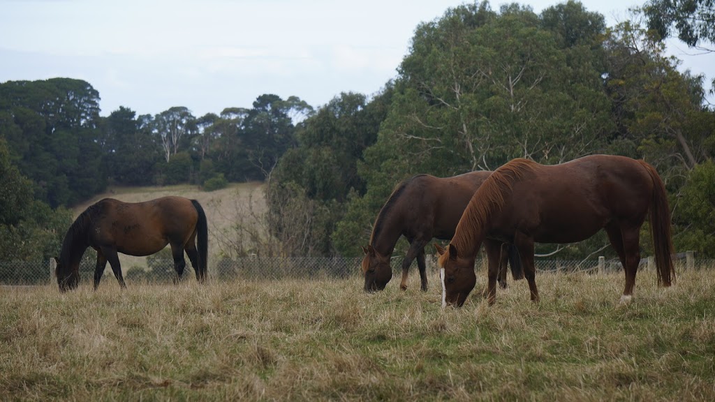 Red Hill Rail Trail | 155 Shoreham Rd, Red Hill South VIC 3937, Australia