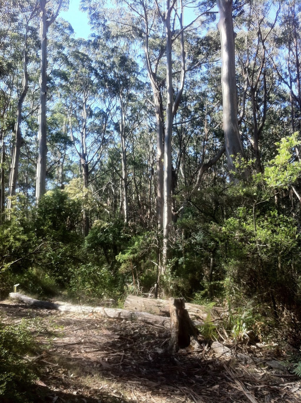 Elliot Ridge hike-in campsites | campground | Cape Otway VIC 3233, Australia