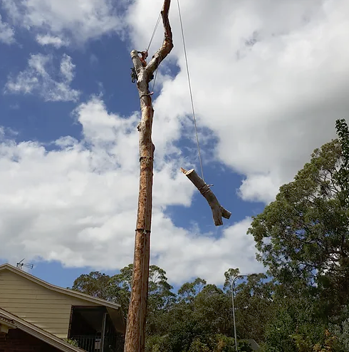 Greg Roberts Trees | 61a First Ave, Katoomba NSW 2780, Australia | Phone: 0419 982 405