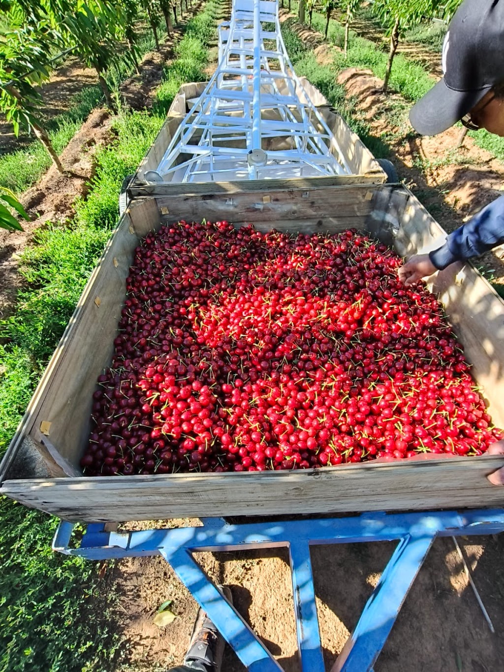 Eren’s Fresh Produce | 990 Craven Rd, Toolamba West VIC 3614, Australia | Phone: 0408 066 321 Eren’s Fresh Produce | 990 Craven Rd, Toolamba West VIC 3614, Australia | Phone: 0408 066 321