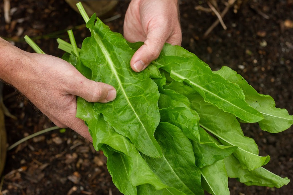 Mustard Seed Small Farm & Photography | 44 Hillside Dr, Glenning Valley NSW 2261, Australia | Phone: 0457 427 350