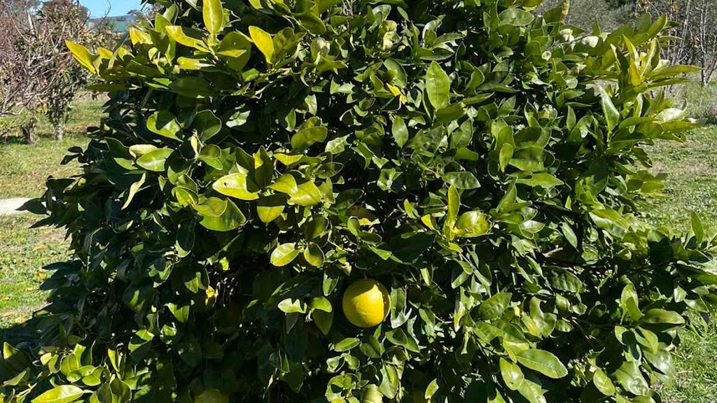 Kathmandu Farmstay | 23 Station St, Brewongle NSW 2795, Australia | Phone: 0452 220 178