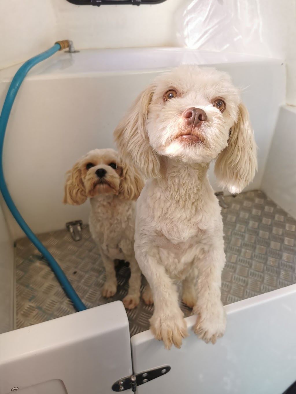 Jims Dog Wash North Albury | 33 Carstens St, Lavington NSW 2641, Australia | Phone: 0483 092 411