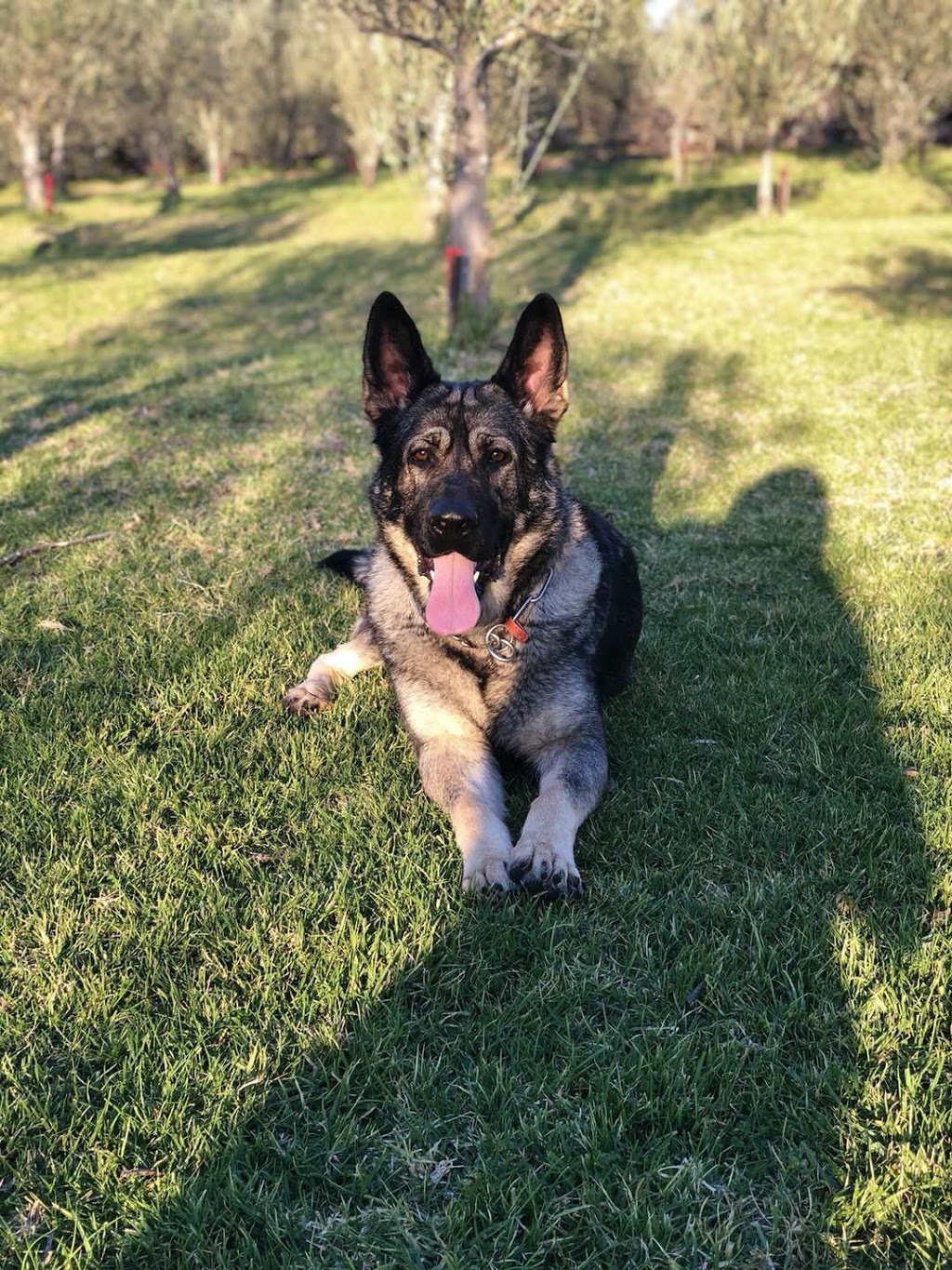 Doggy Daycare& German Shepherds Kennels | 466 Belgrave - hallam Rd , Narre warren North, Narre Warren VIC 3804, Australia | Phone: 0452 070 515