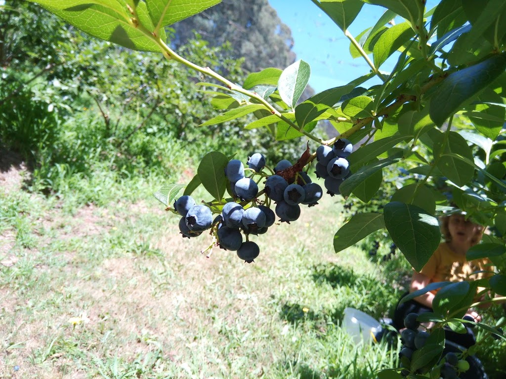 Gembrook Fruits |  | 76 The Pack Track, Gembrook VIC 3783, Australia | 0359681502 OR +61 3 5968 1502