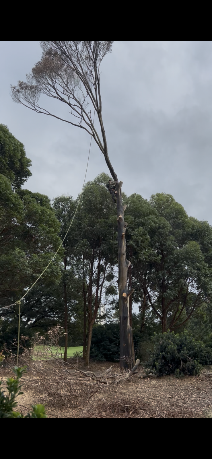 Erwin Tree Care & Services | 481 Beauchamp Rd, Maroubra NSW 2035, Australia | Phone: 0431 557 822