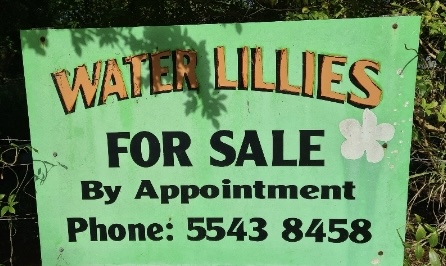 Water Lillies at Tamborine | 311 Tamborine Mountain Rd, Tamborine QLD 4270, Australia | Phone: 0408 021 601