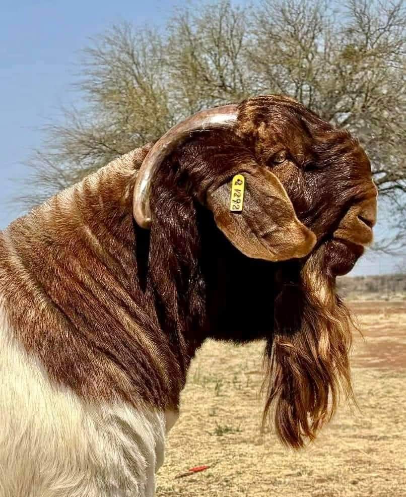 Emthunzini Boer Goats | 306 Langan Rd, Cobram East VIC 3644, Australia | Phone: 0498 625 002