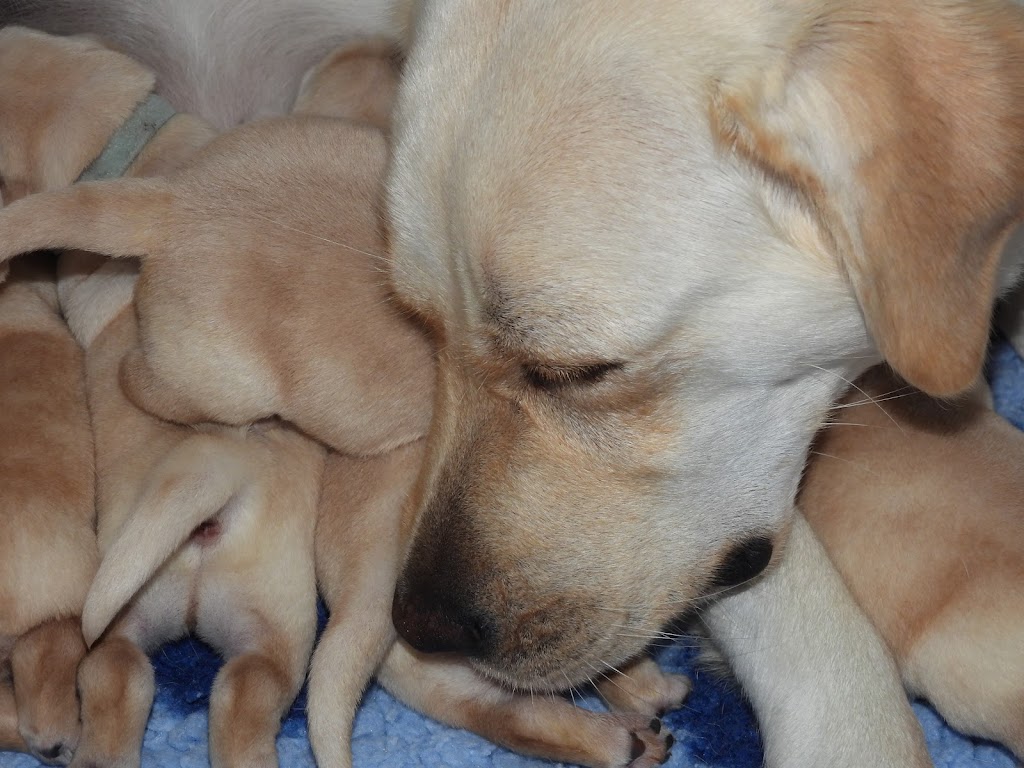 Dowlfalls Labradors | 102 Dowlings Falls Rd, Toorooka NSW 2440, Australia | Phone: 0428 671 252