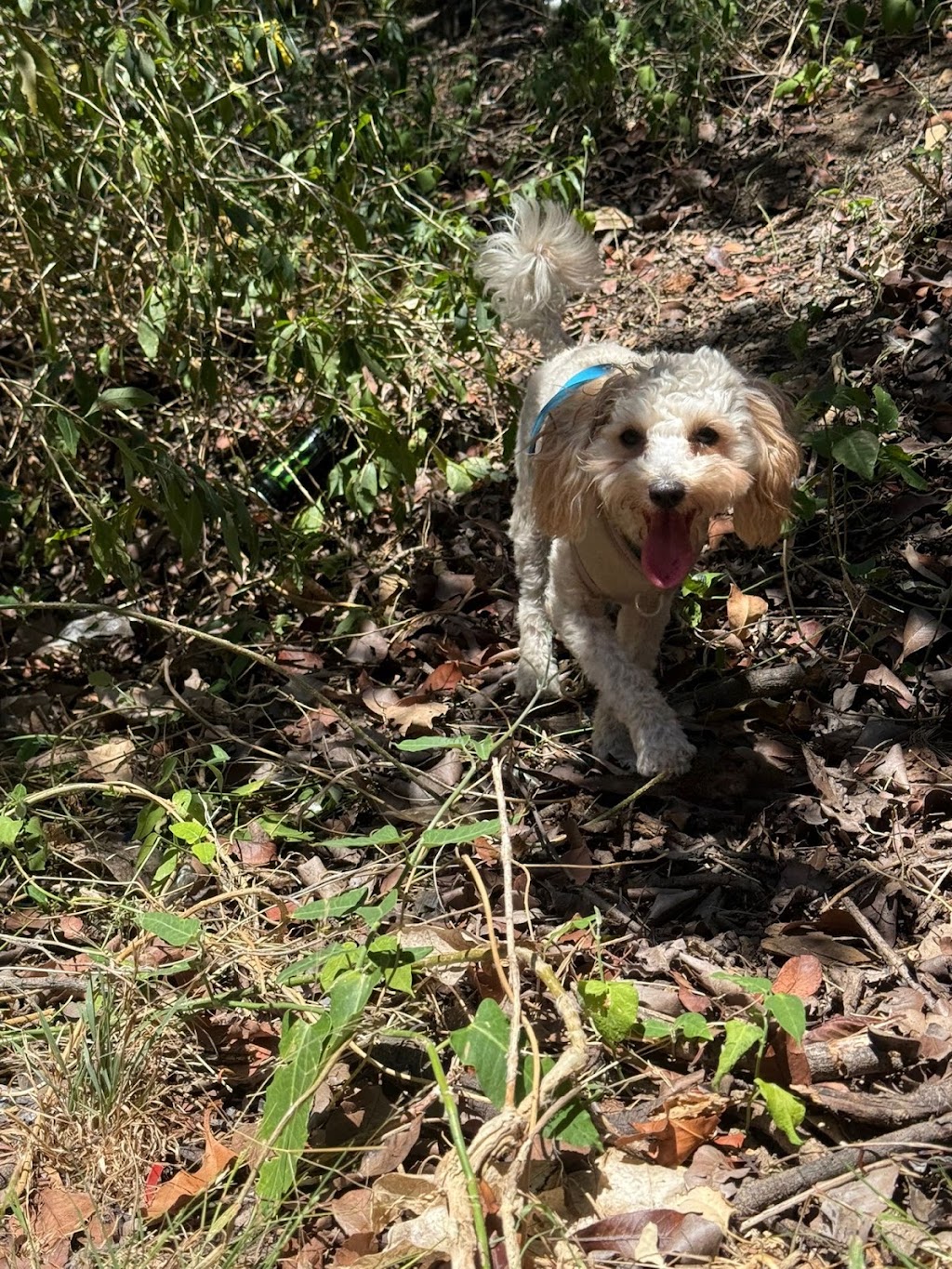 Furry Mates | 9/10 Elonera St, Rydalmere NSW 2116, Australia | Phone: 0470 696 257