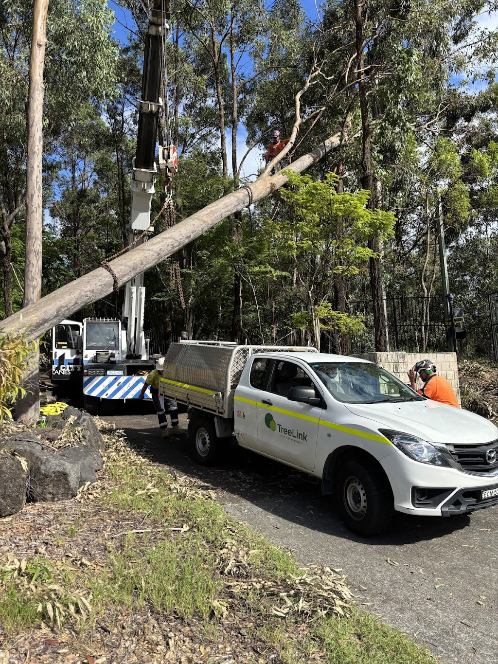 TreeLink Northern Rivers | 48 Orana Rd, Ocean Shores NSW 2483, Australia | Phone: 0499 550 396