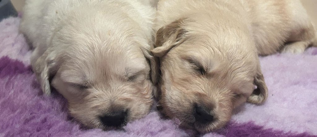 Sunryz Golden Retrievers | Quorrobolong Rd, Cessnock NSW 2325, Australia | Phone: 0404 076 810